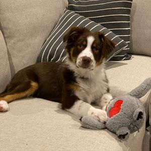 Meet your Posher, Dusty